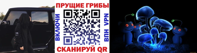 сколько стоит Струнино Псилоцибиновые грибы Psilocybe